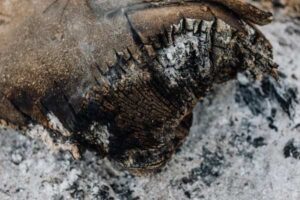 The Ashes Explained: History, Format and Why It Matters